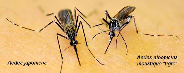 Aedes japonicus - Aedes albopictus